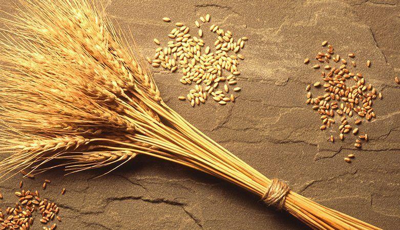 خبرنگاران 2 هزار و 600 تن بذر گواهی شده در چهارمحال و بختیاری خبرنگاران 2 هزار و 600 تن بذر گواهی شده در چهارمحال و بختیاری تولید شد