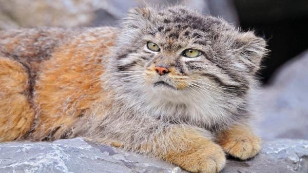 گربه پالاس ایرانی در معرض خطر انقراض