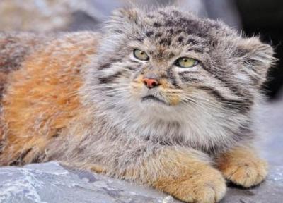 گربه پالاس ایرانی در معرض خطر انقراض
