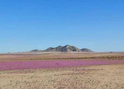 در اتفاقی نادر؛ خشک ترین صحرای جهان گلباران شد! ، عکس